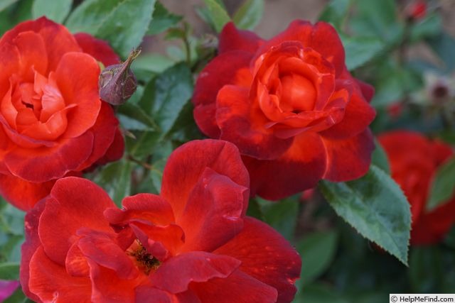 'Hot Cocoa ™ (Floribunda, Carruth 2001)' rose photo