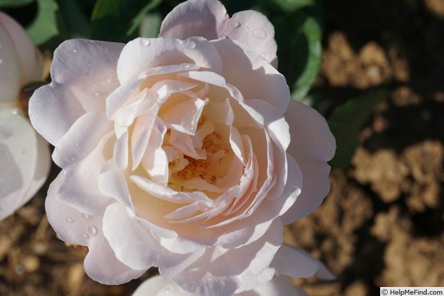 'Desdemona ® (Shrub, Austin 2015)' rose photo