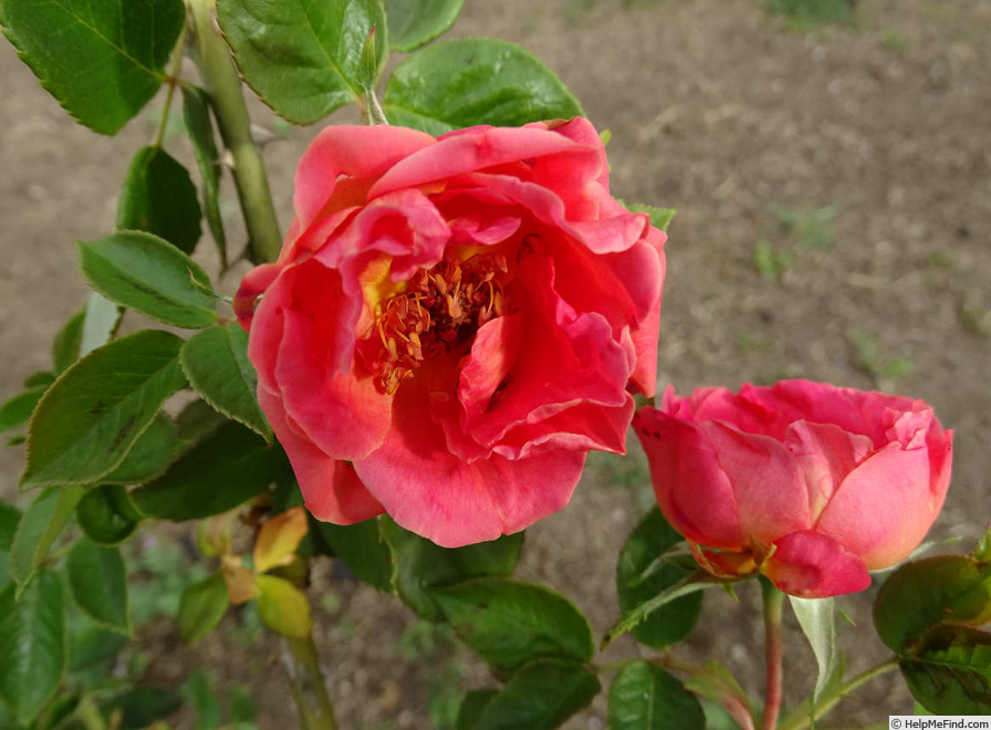 'Padre (Hybrid Tea, Cant, before 1920)' rose photo