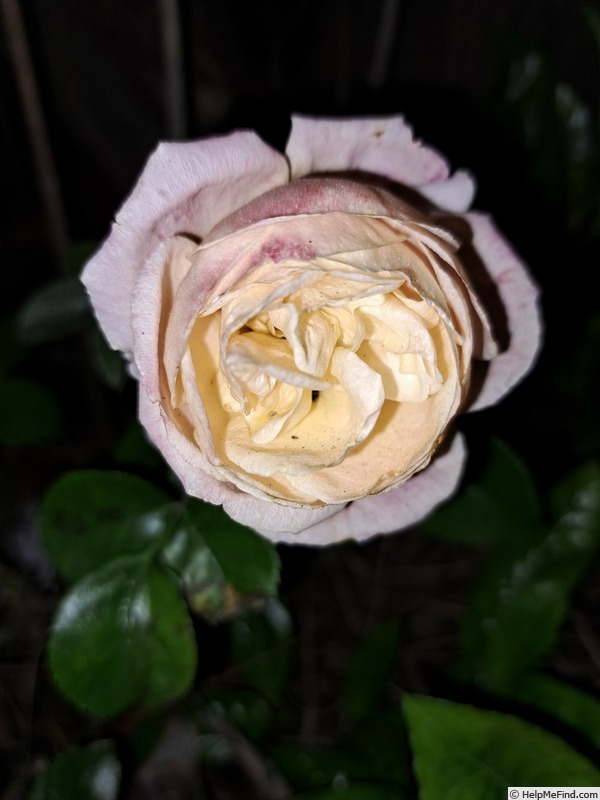 'Impala ® (floribunda, Kordes, 2007/19)' rose photo