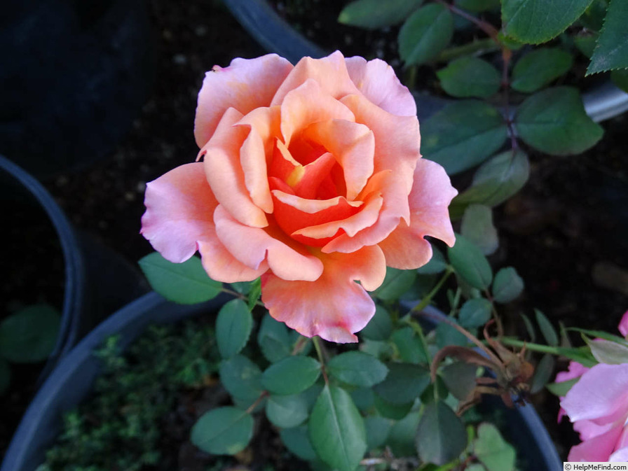 'Razzle Dazzle (floribunda, Fryer, 1997)' rose photo