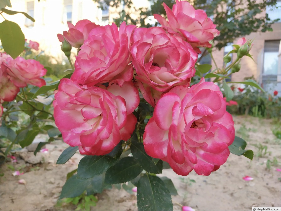 'Jubilé du Prince de Monaco ®' rose photo