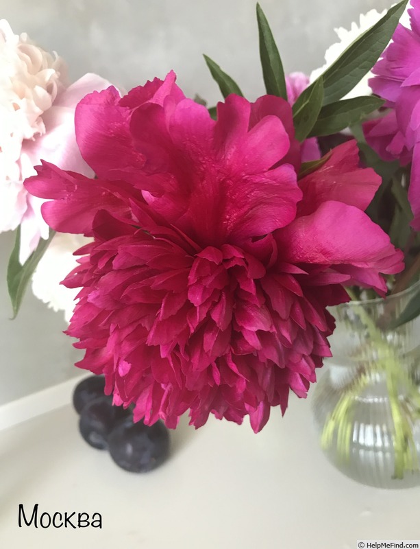 'Moskva' peony photo
