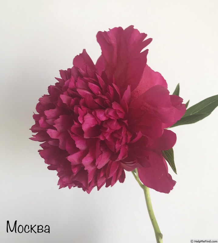'Moskva' peony photo