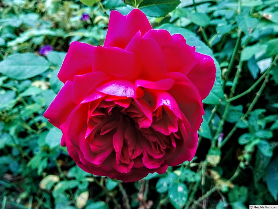 'Thomas à Becket' rose photo