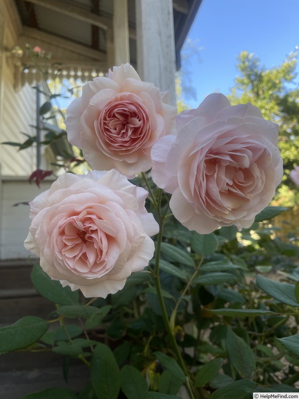 'A Shropshire Lad' rose photo