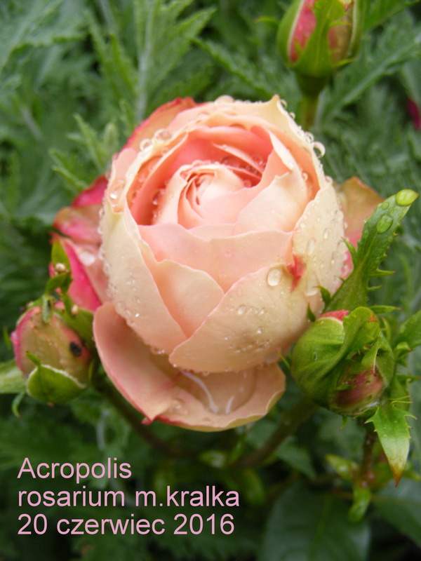 'Acropolis ®' rose photo