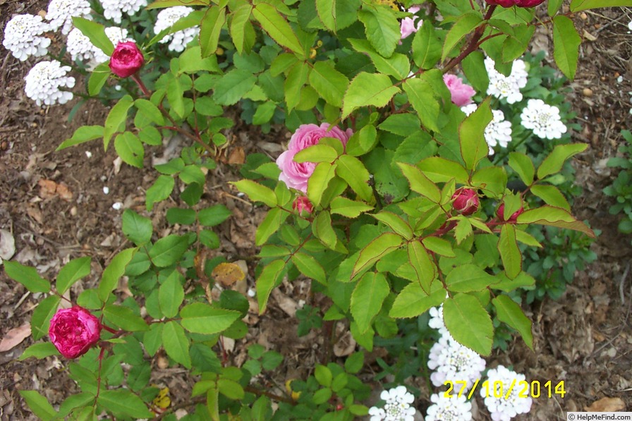 'Marquise Boccella' rose photo