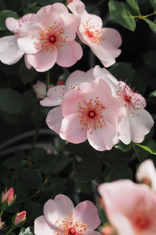 'Meiguimov' rose photo