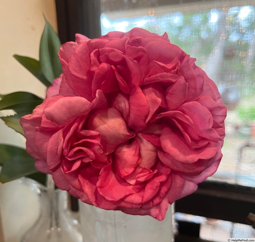 'Château Frontenac' rose photo