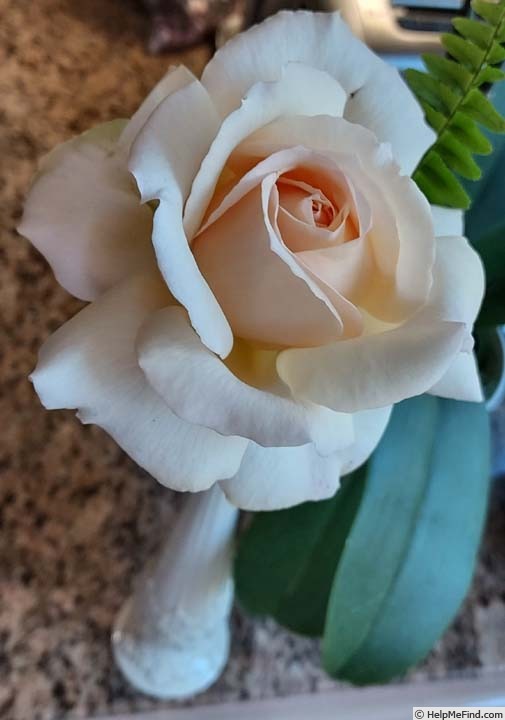 'Chandos Beauty' rose photo