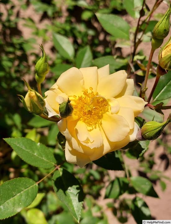 'Softee (miniature, Moore 1983)' rose photo