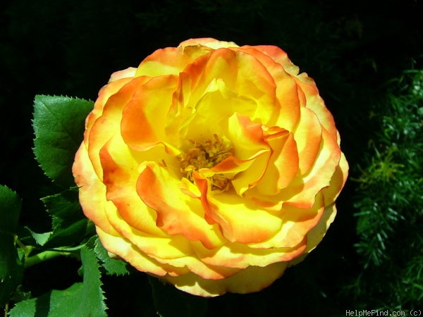 'Tequila Sunrise' rose photo