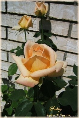 'Sultry ™' rose photo