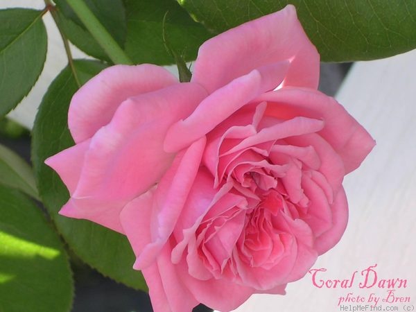 'Coral Dawn (large flowered climber, Boerner 1952)' rose photo
