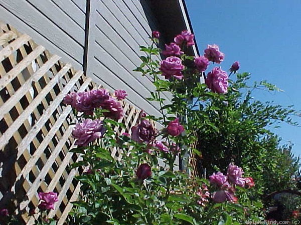 'Heirloom (hybrid tea, Warriner 1972)' rose photo