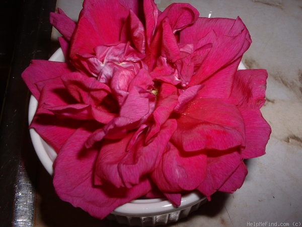 'Roseraie de l'Haÿ' rose photo
