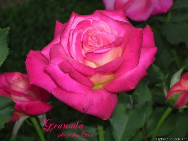 'Granada (hybrid tea, Lindquist, 1963)' rose photo