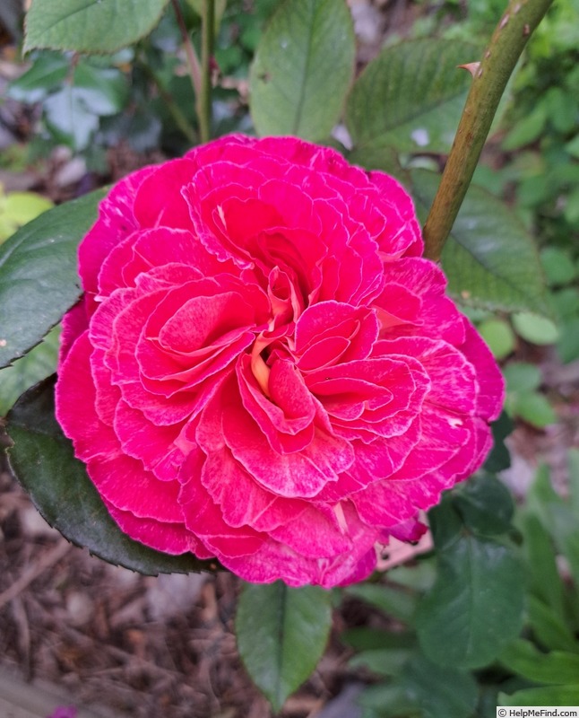 'Bolshoï ® (hybrid tea, Meilland, 1996)' rose photo