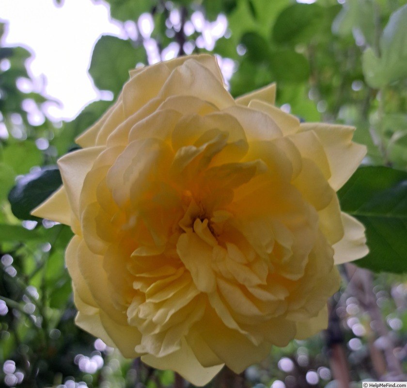 'Anny Duperey ®' rose photo