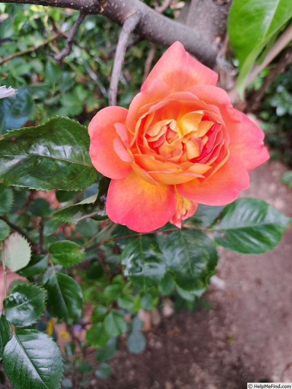 'Jardin d'Entêoulet ®' rose photo