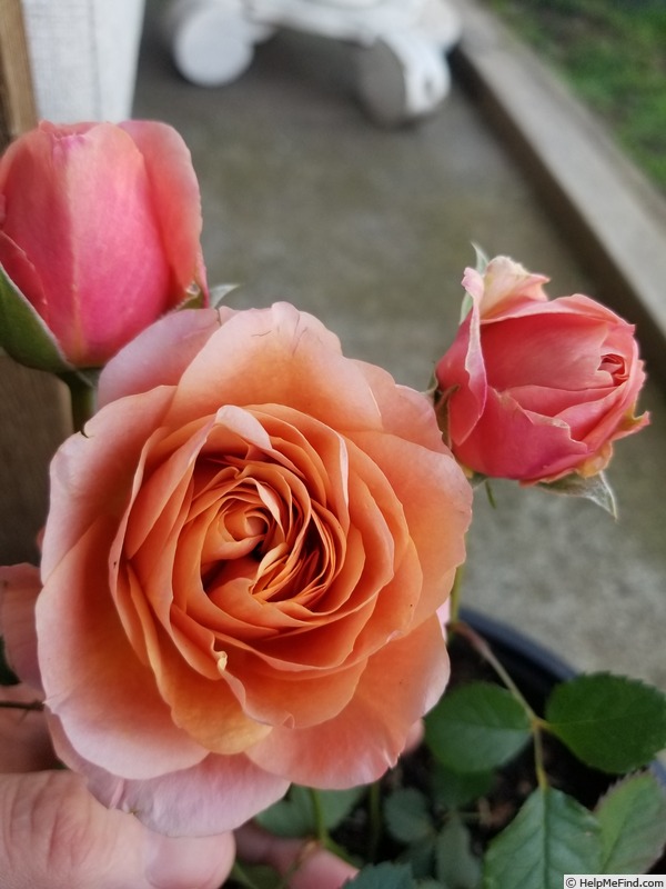 'Brandi Hit ®' rose photo
