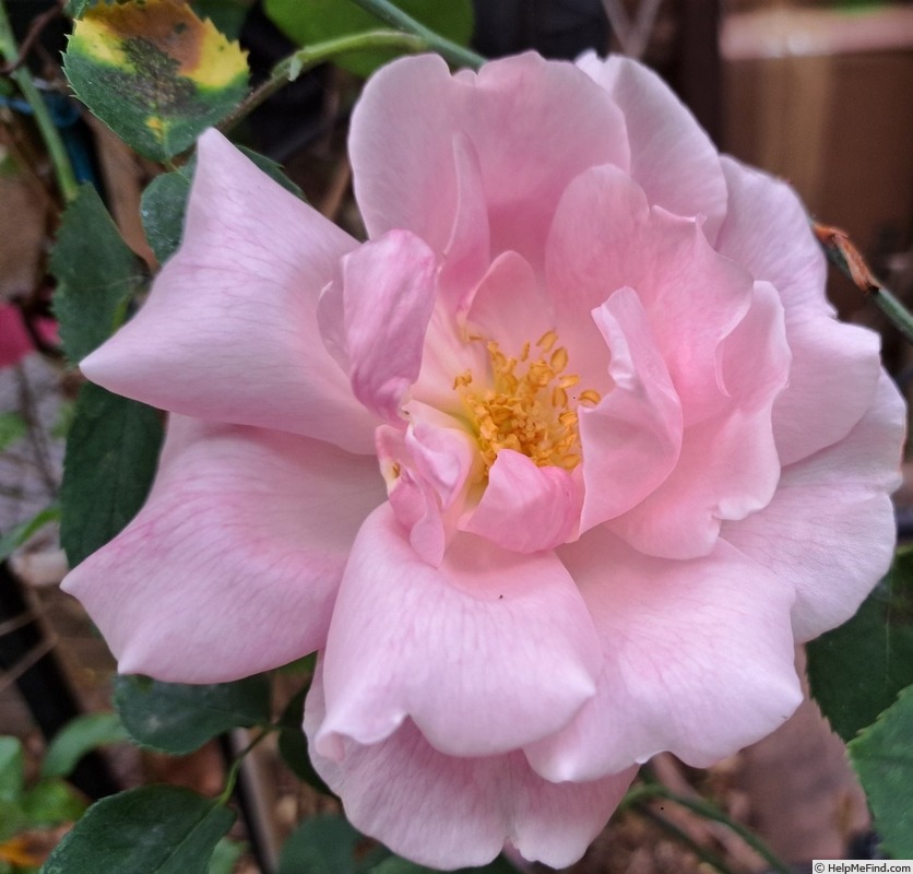 'Madame Grégoire Staechelin' rose photo