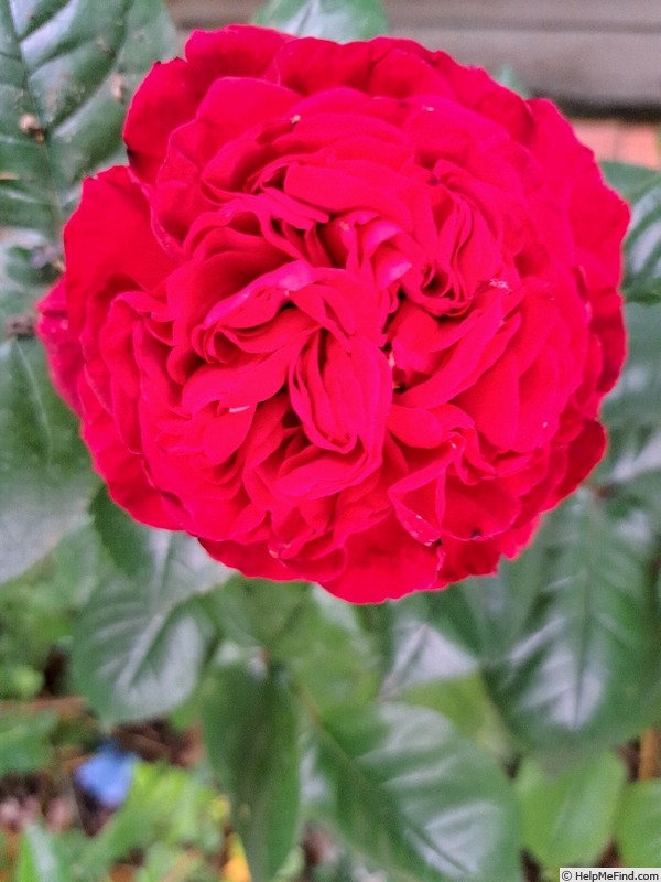 'La rose Monsieur ®' rose photo