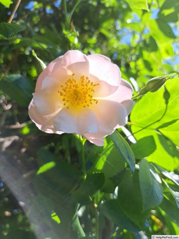 'Sourire d'Orchidée' rose photo