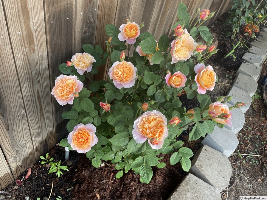 'The Impressionist ™ (shrub, Clements 2000)' rose photo