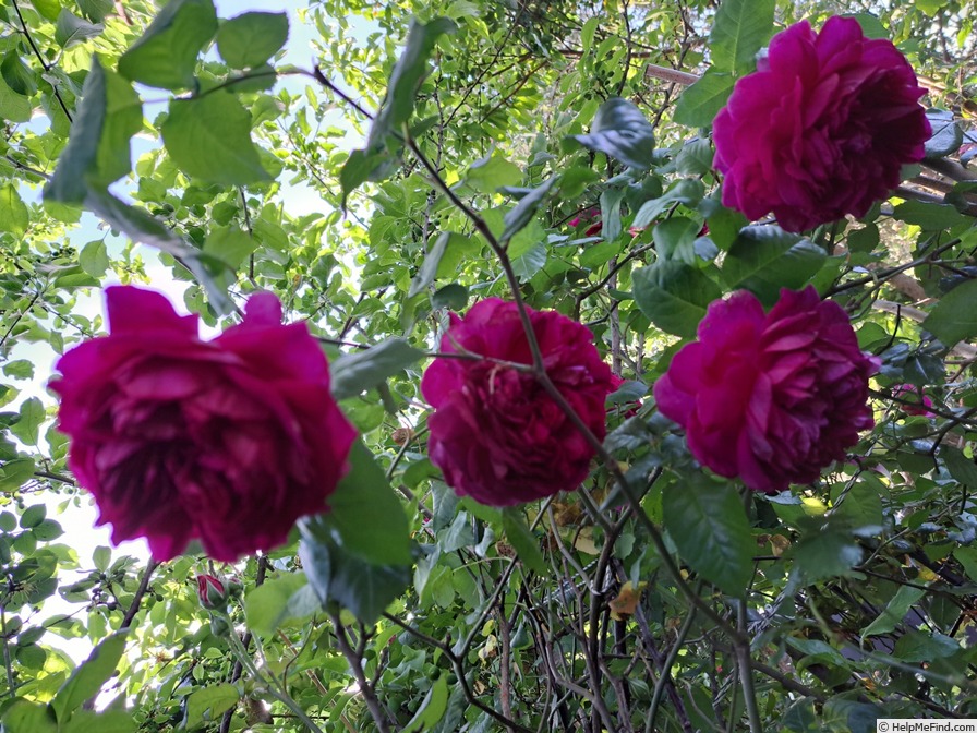 'Young Lycidas' rose photo