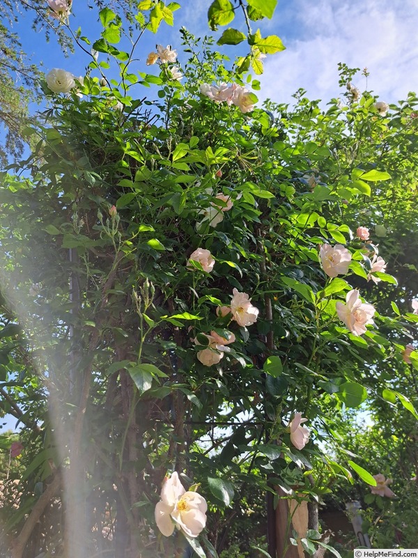 'Sourire d'Orchidée' rose photo