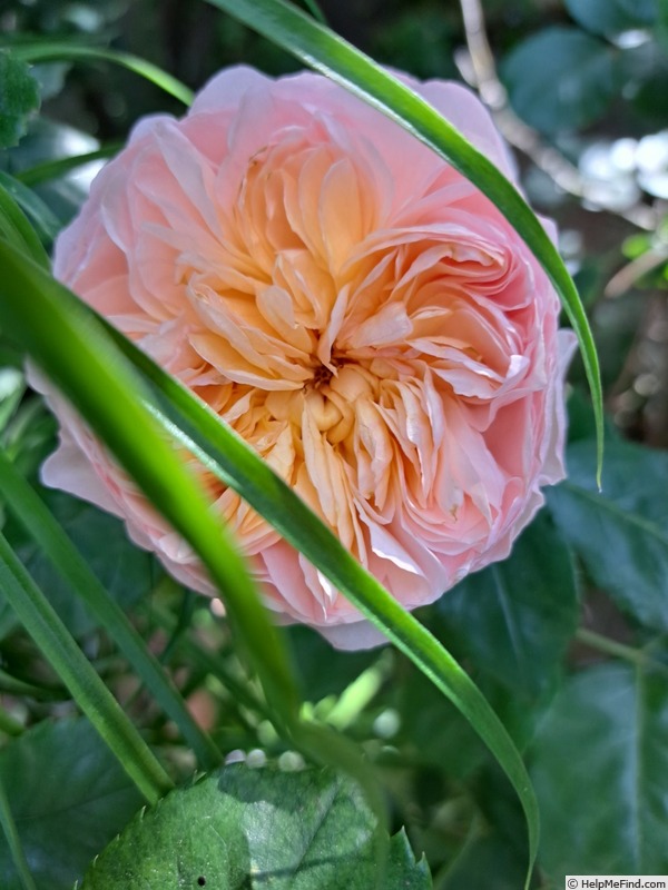 'Soleil Couchant ®' rose photo
