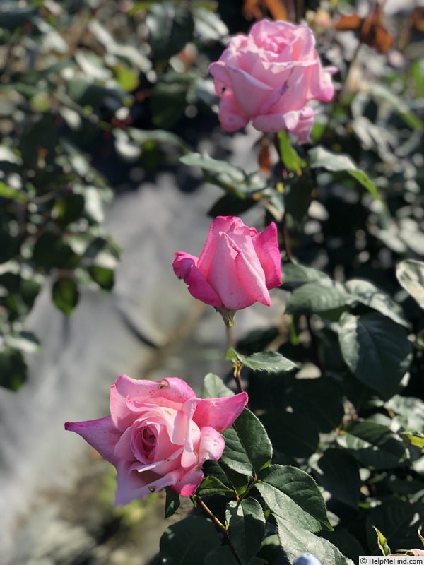 'Lady Luck' rose photo