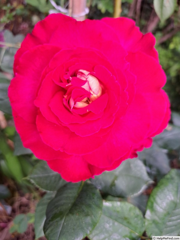 'Bolshoï ® (hybrid tea, Meilland, 1996)' rose photo