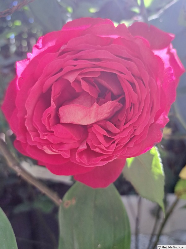 'Joli coeur ®  (hybrid tea, Simon before 2018)' rose photo