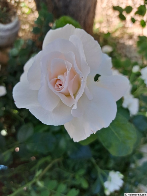 'Maria Mathilda' rose photo