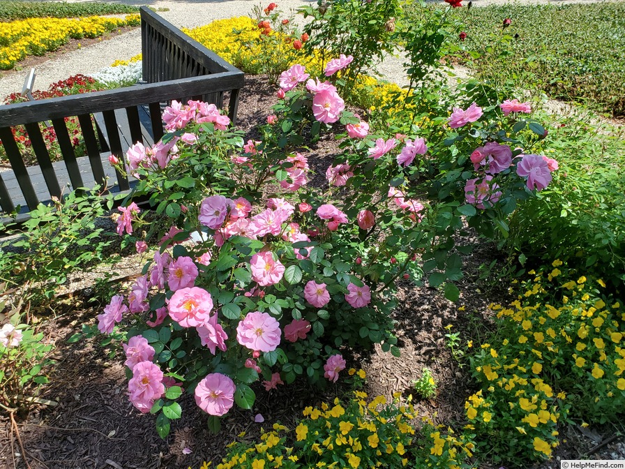 'Always Hope' rose photo