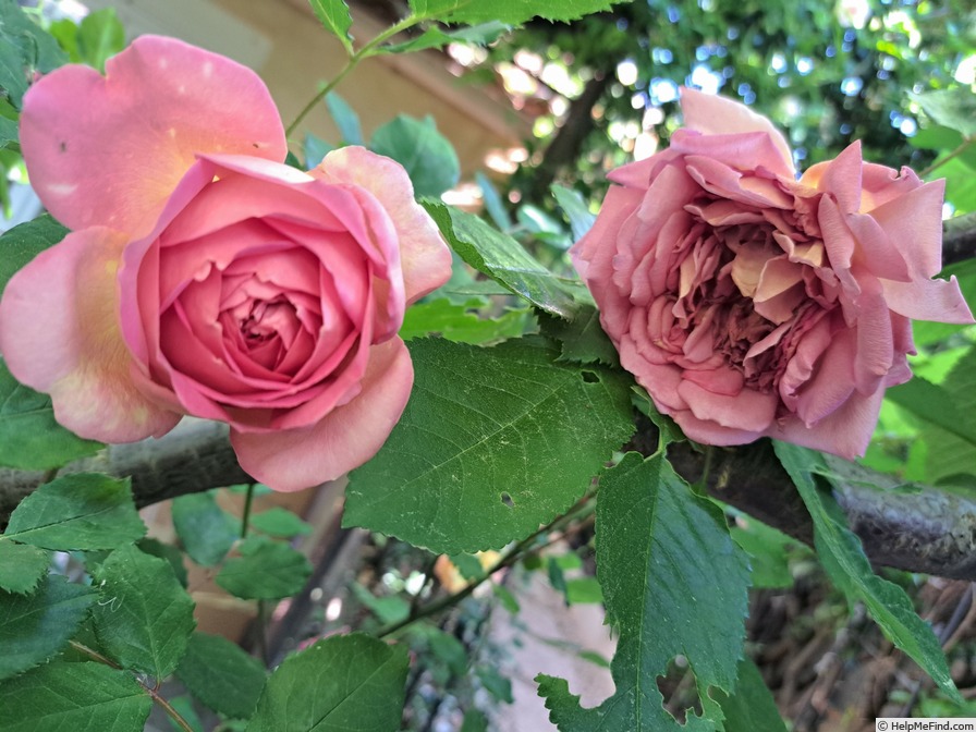 'Jubilee Celebration (shrub, Austin 2002)' rose photo
