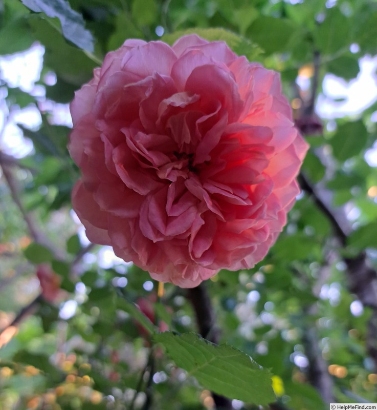 'Jubilee Celebration (shrub, Austin 2002)' rose photo