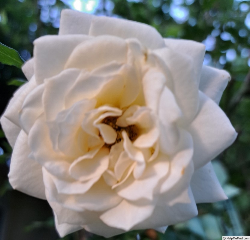 'Honeymilk®' rose photo