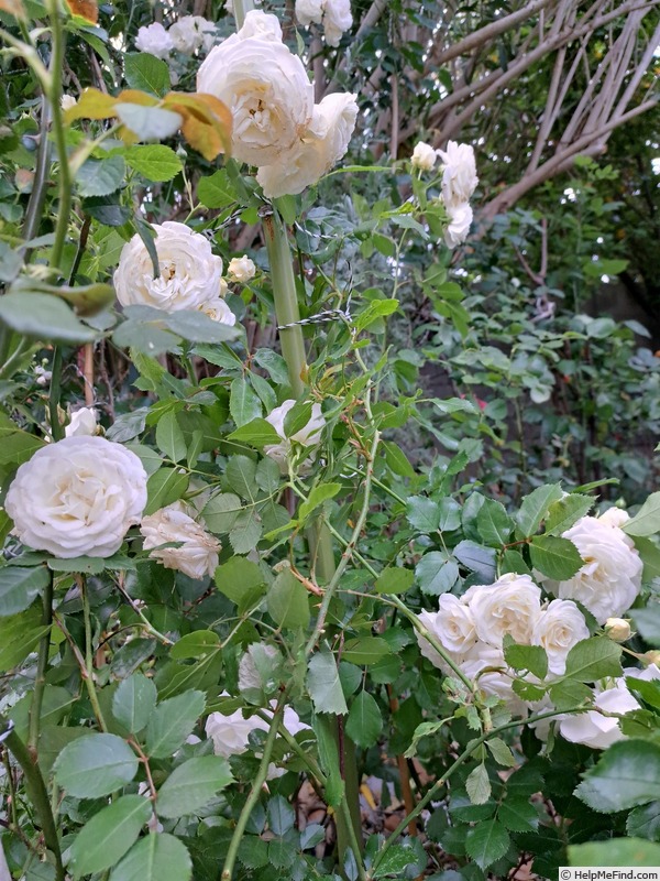 'Schneeküsschen ® (miniature, Kordes 2005/16)' rose photo