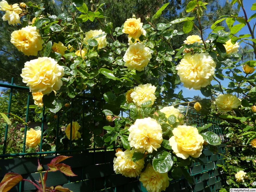 'Anny Duperey ®' rose photo
