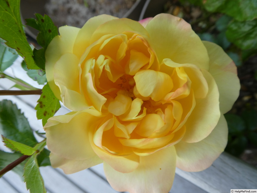 'Lampion ® (floribunda, Evers/Tantau, 2006/12)' rose photo
