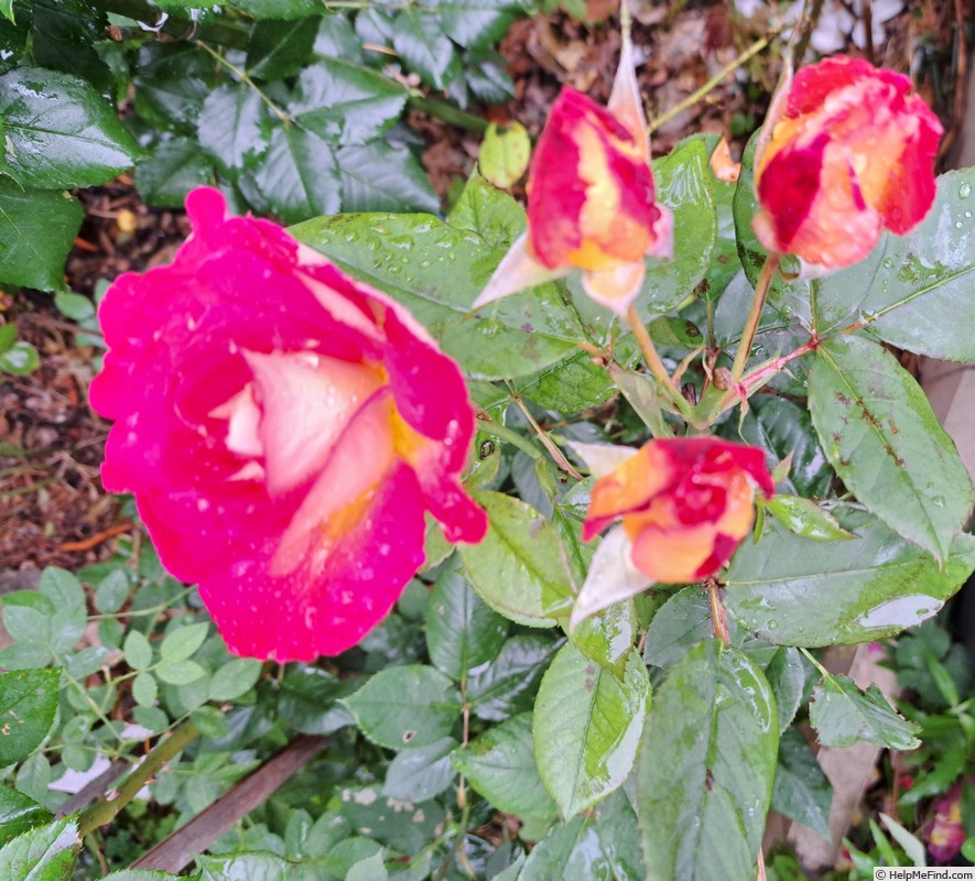 'Bolshoï ® (hybrid tea, Meilland, 1996)' rose photo