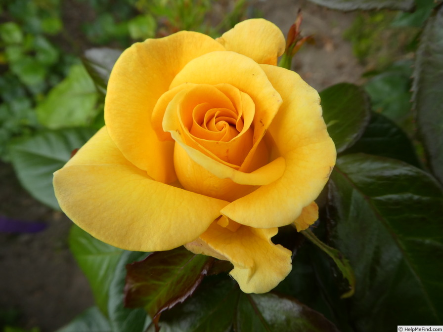 'Golden Smiles' rose photo