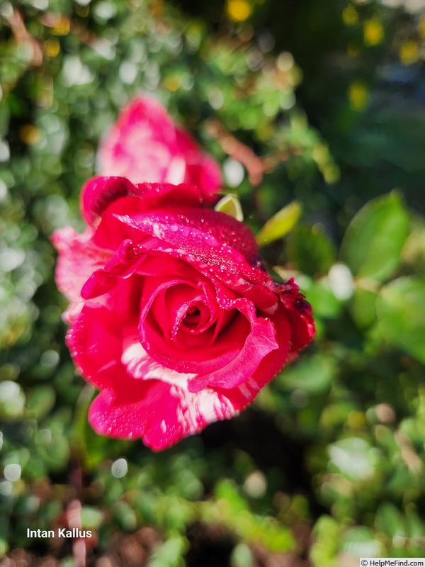 'Werribee Park' rose photo