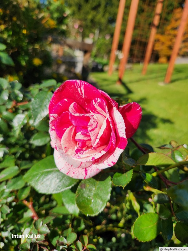 'Werribee Park' rose photo