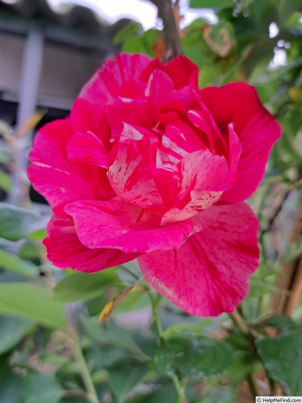 'Guy Savoy' rose photo