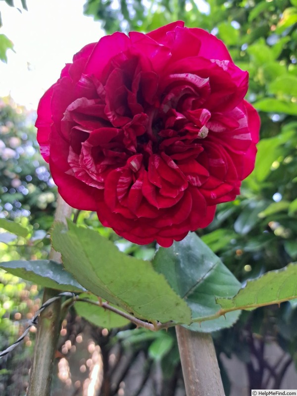 'Berthe Morisot ®' rose photo